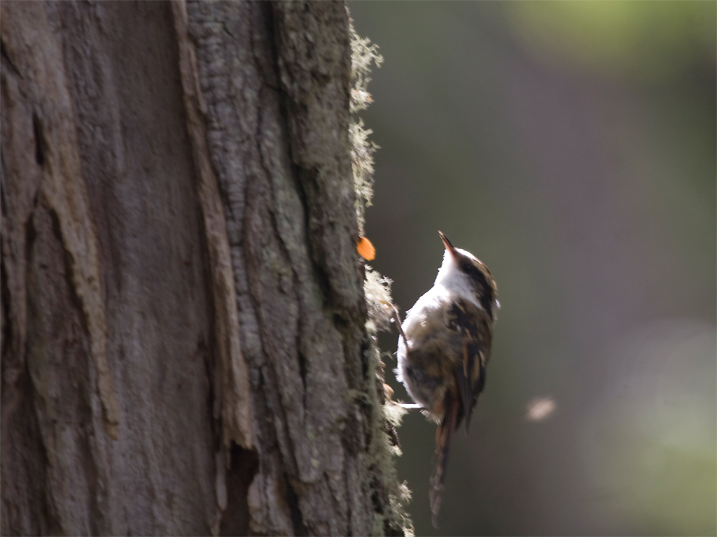 Thorn-tailed Rayadito 3.jpg