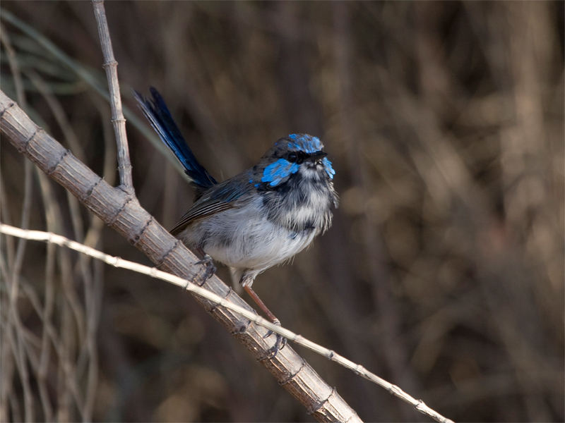 Superb Fairy-wren 4.jpg