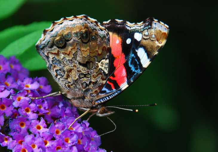 Red Admiral