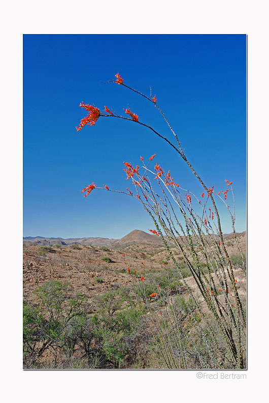 Ocotillo
