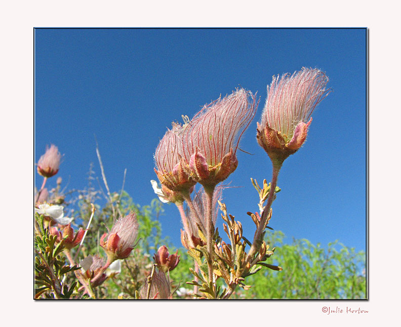 Apache Plume