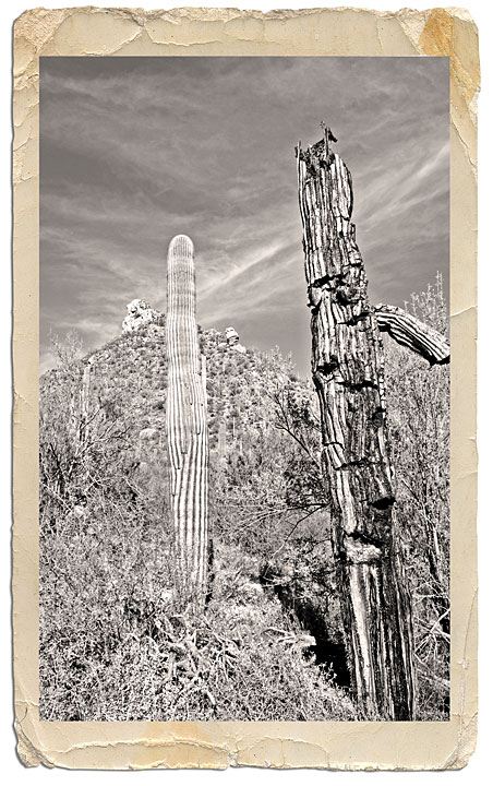 dead Saguaro