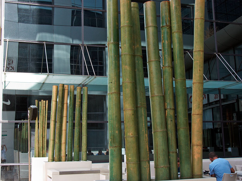 Bamboo