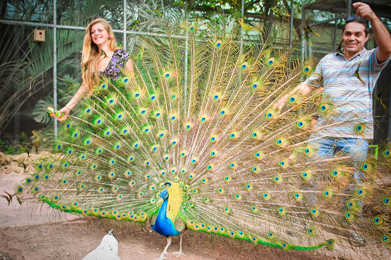 Peacock