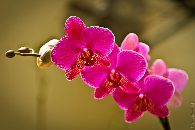 Orchid