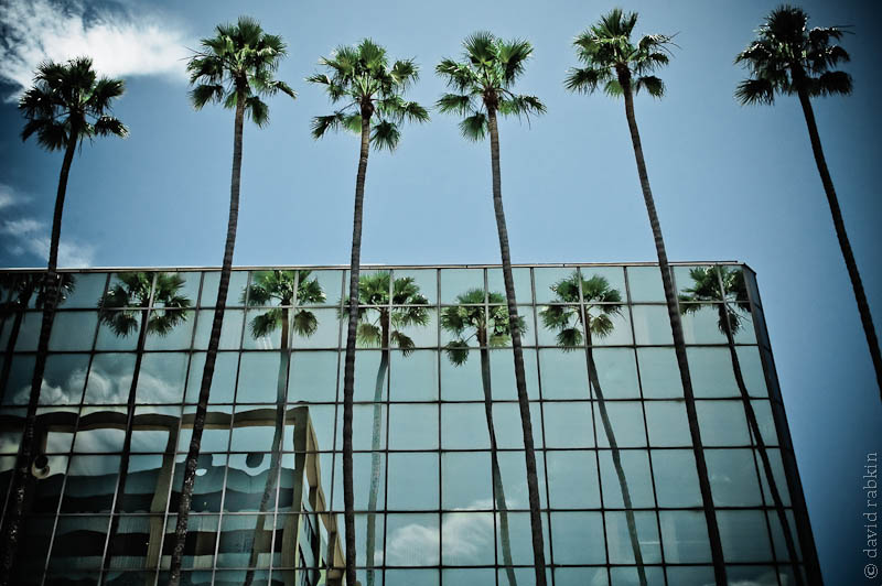 Palms
