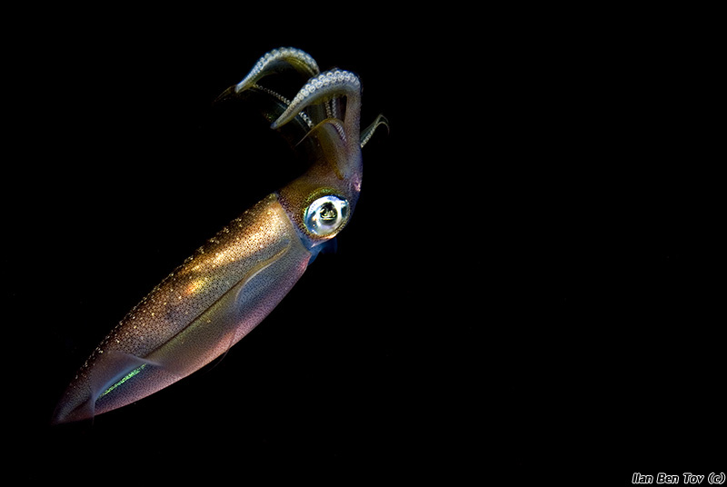 Reef Squid