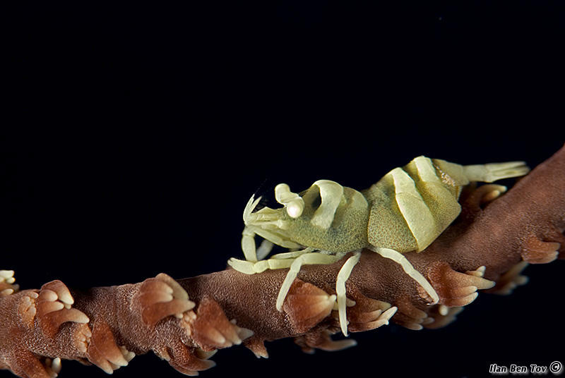 Wire coral shrimp