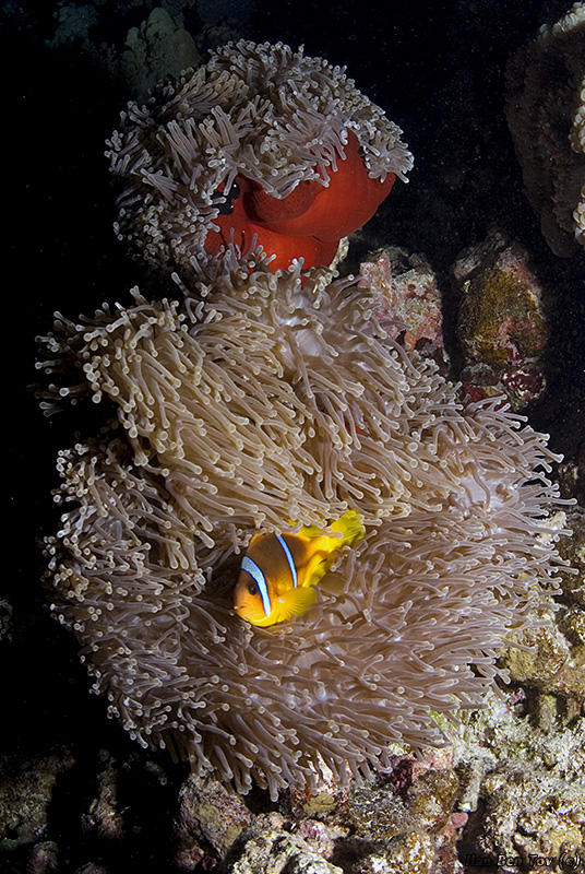 Red Sea Clownfish (Amphiprion bicinctus)