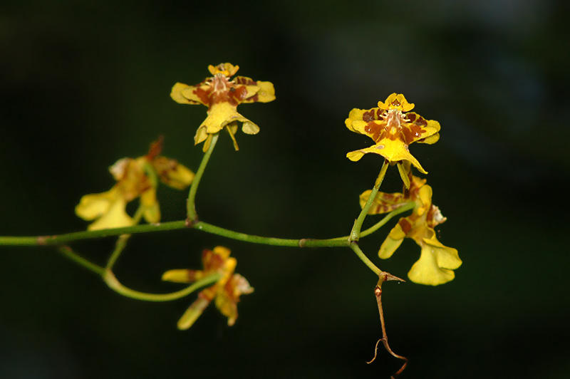 DSC_0101cs.jpg