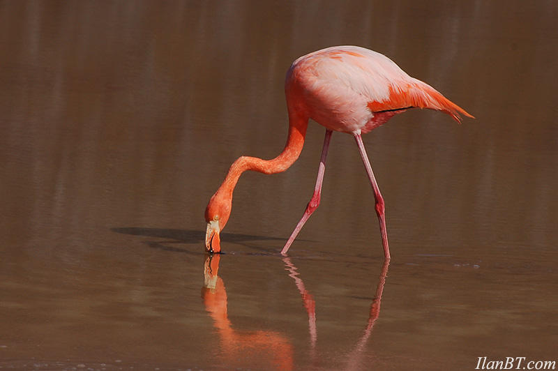 Pink flamingo