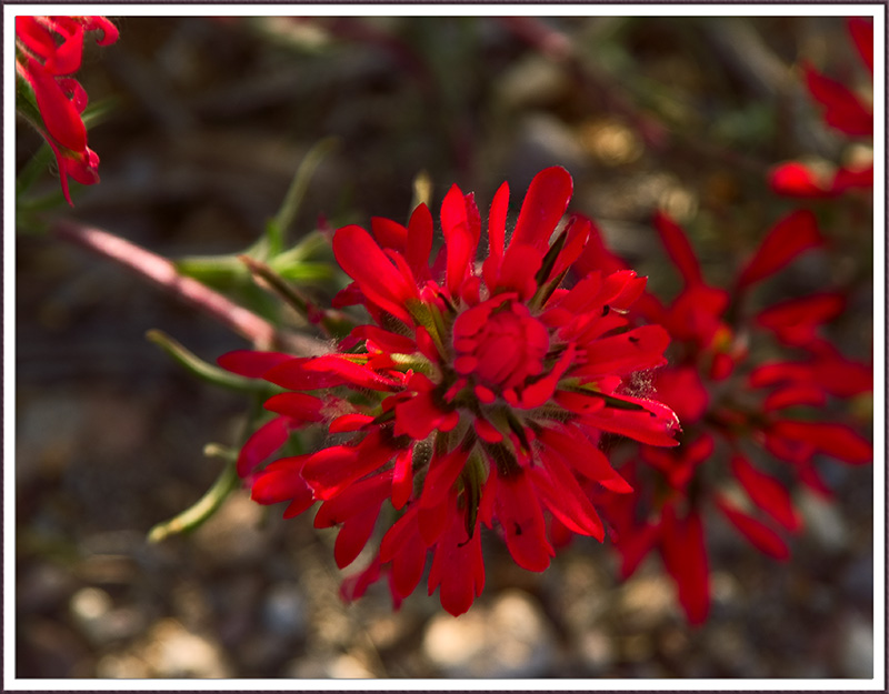 Desert wildflower9683-2.jpg