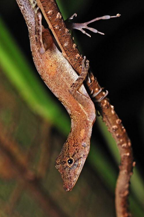 gecko