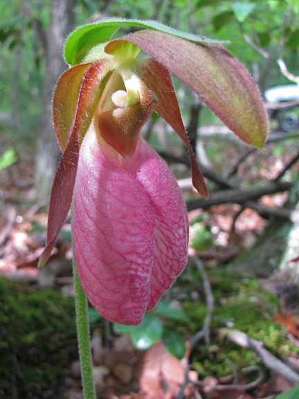 Cypripedium acaule - Pink Ladys Slipper