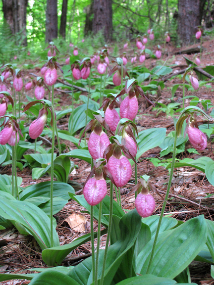 Cypripedium acaule -  Pink Ladys cluster