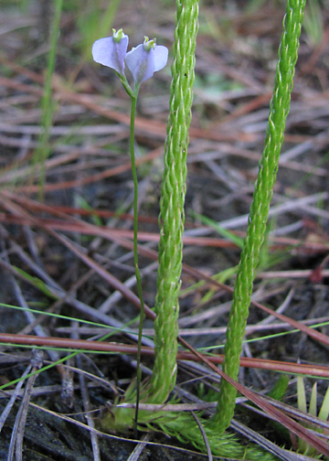 Blue Thread