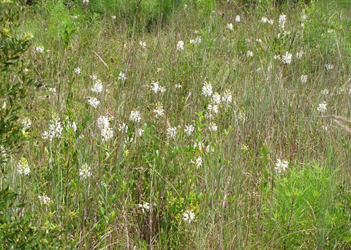 White-fringed Orchids - Platanthera conspicua