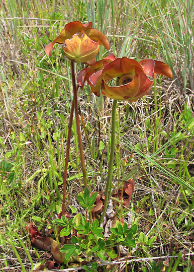 Pitcher Plant - Sarracenia purpurea