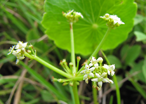 Seaside Pennywort - Hydrocotyle bonariensis