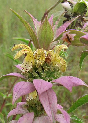 Spotted Horsemint