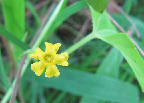 Creeping Cucumber - Melothria pendula