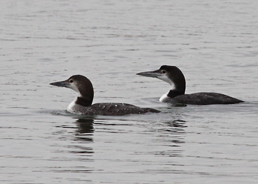 Common Loons
