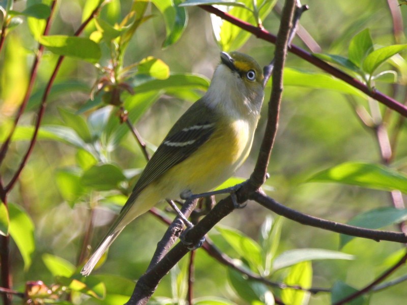 White-eyed Vireo