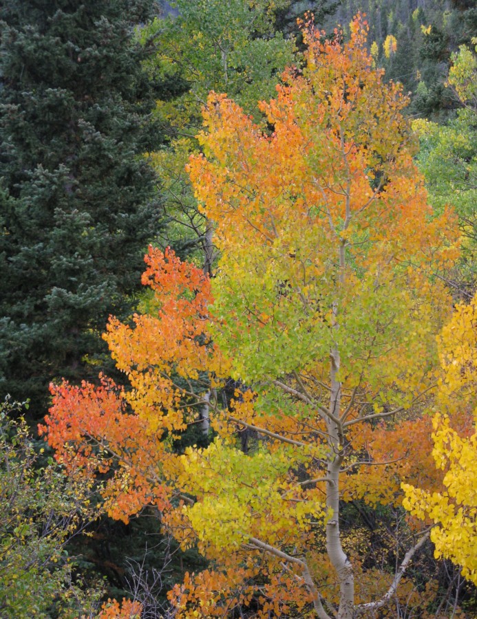 Quaking Aspen