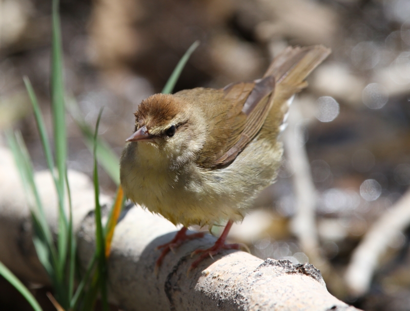 Swainsons Warbler