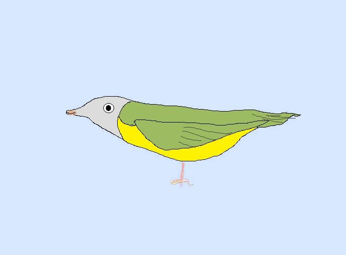 Connecticut Warbler