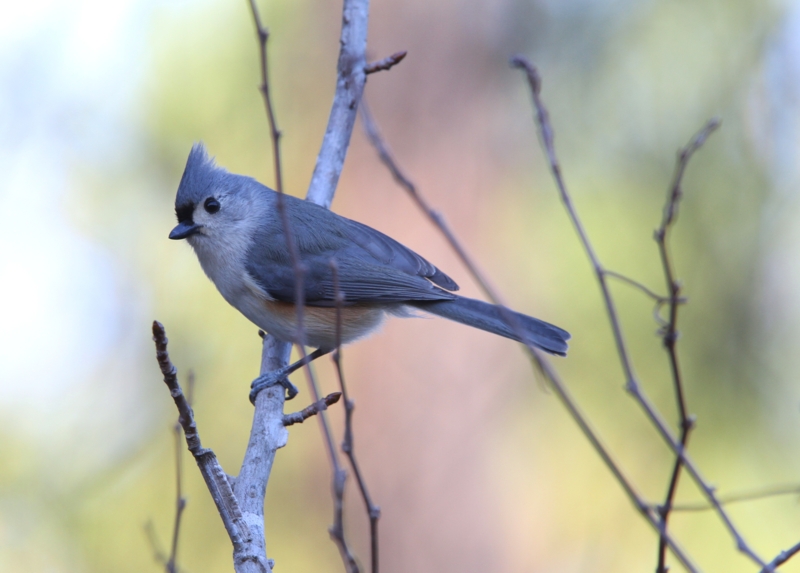 Tufted Titmouse