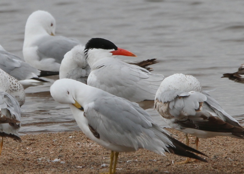 Caspian Tern