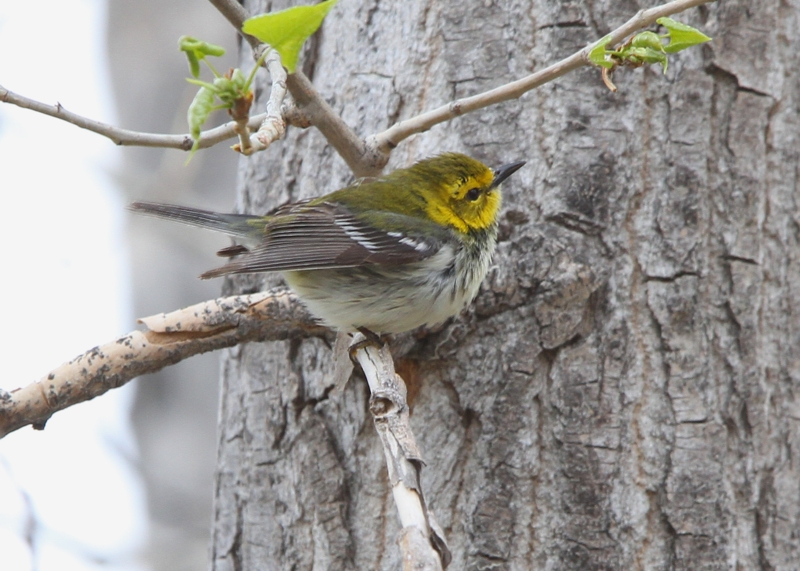 Black-throated Green Warbler