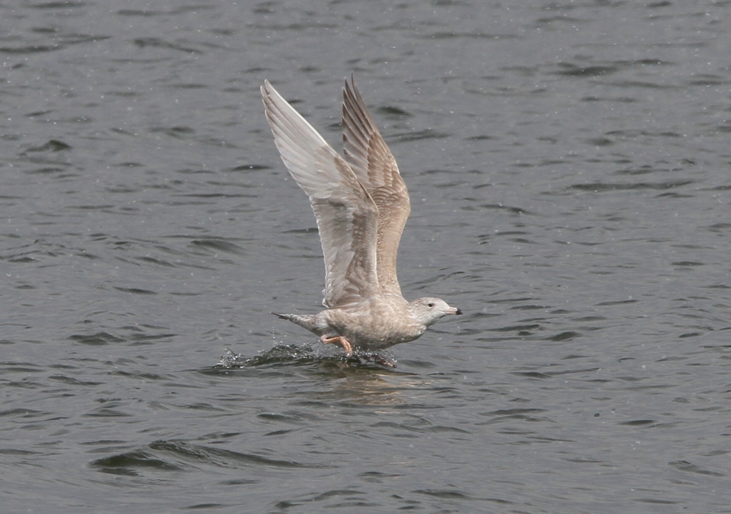 Nelsons Gull