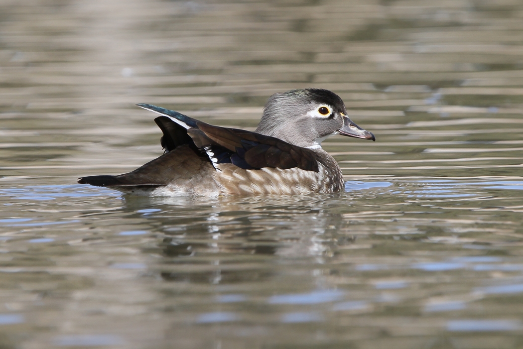 Wood Duck