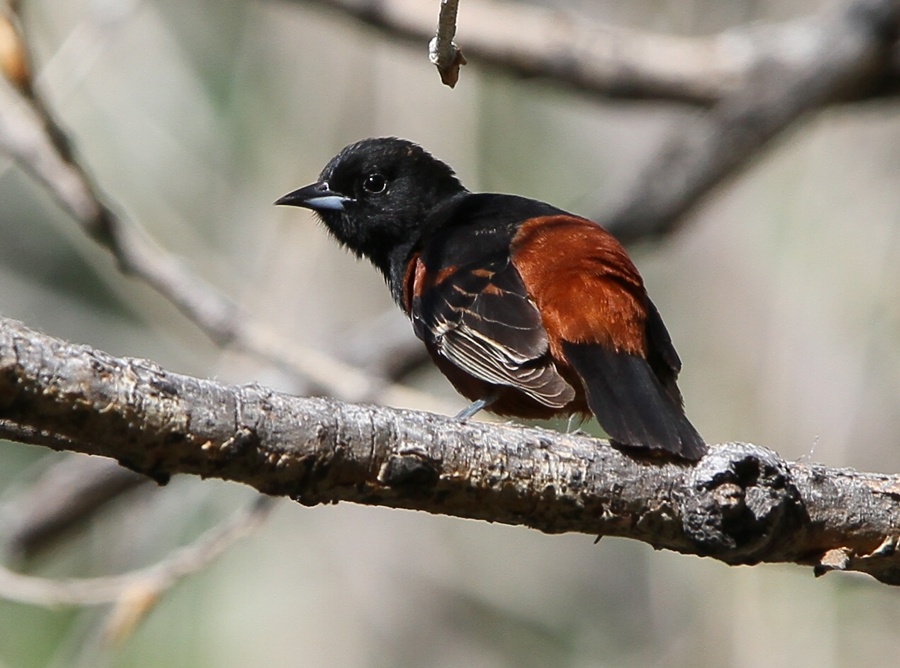 Orchard Oriole