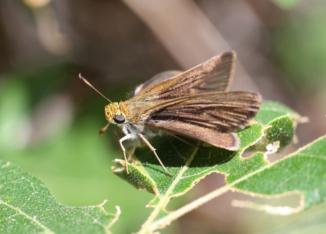 Dun Skipper