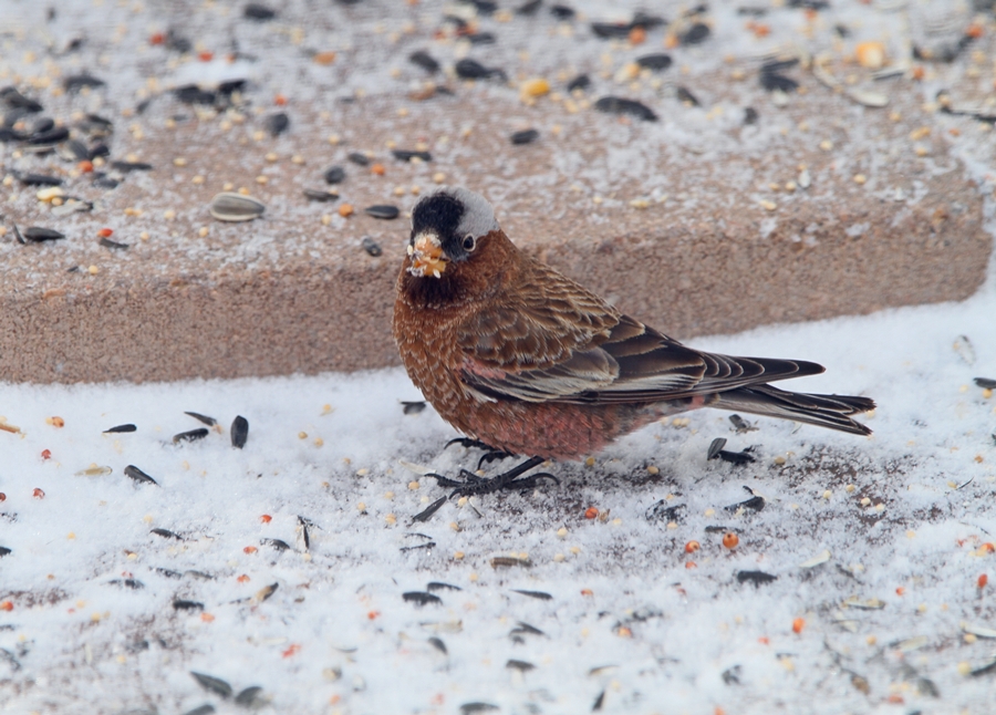 Gray-crowned Rosy-Finch