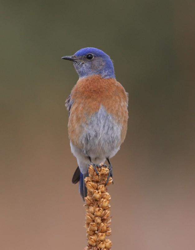 Western Bluebird
