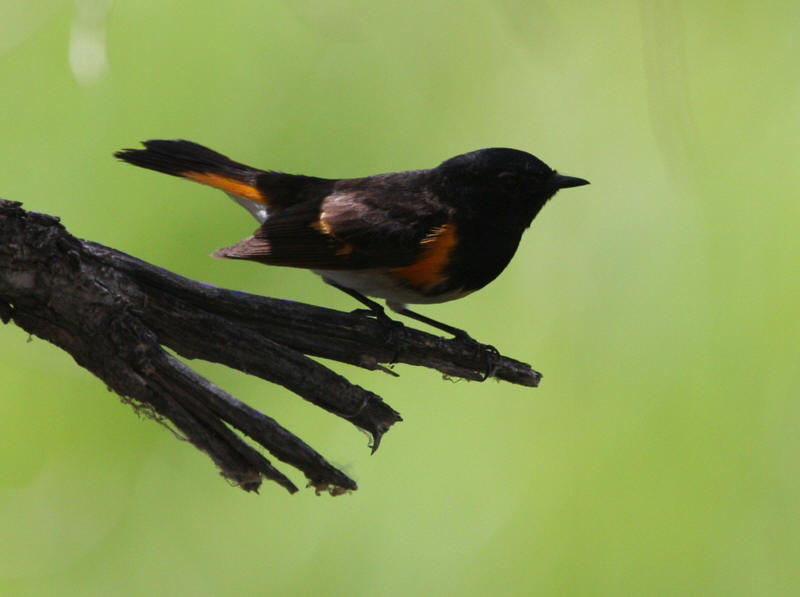 American Redstart
