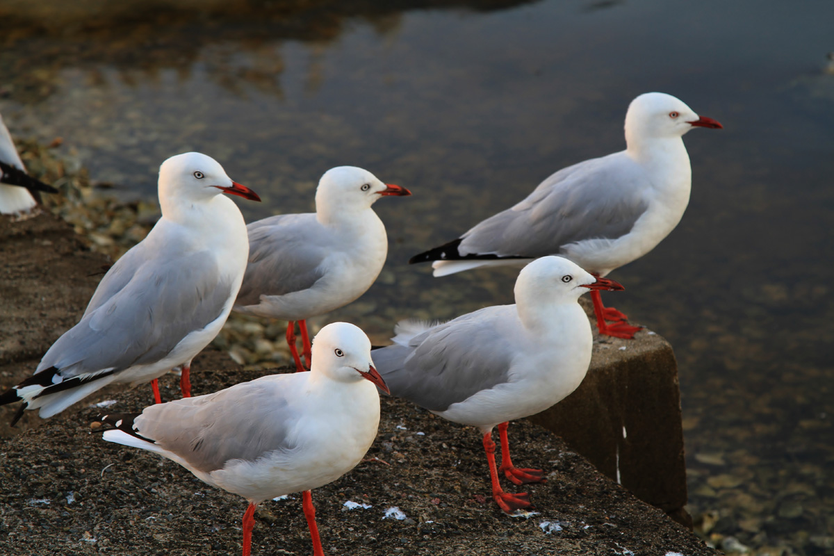 gulls