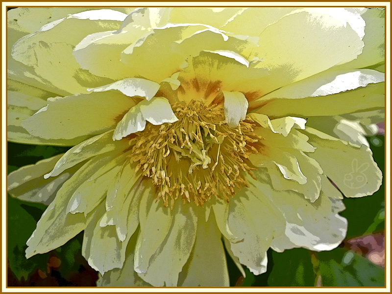 Yellow Peony