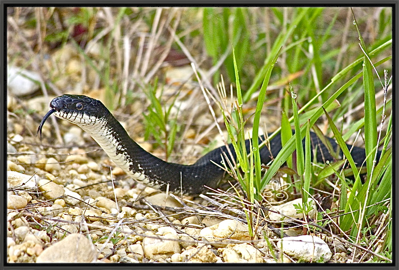 Snake in the grass