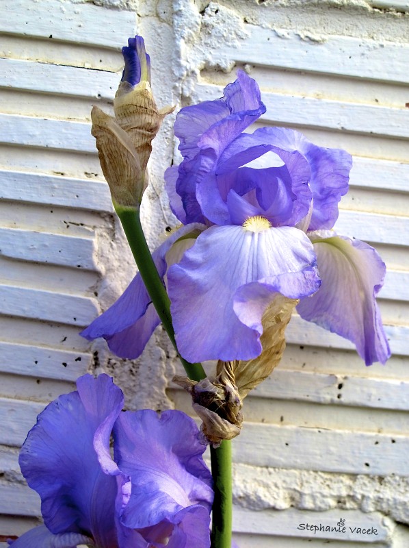 Wall flower