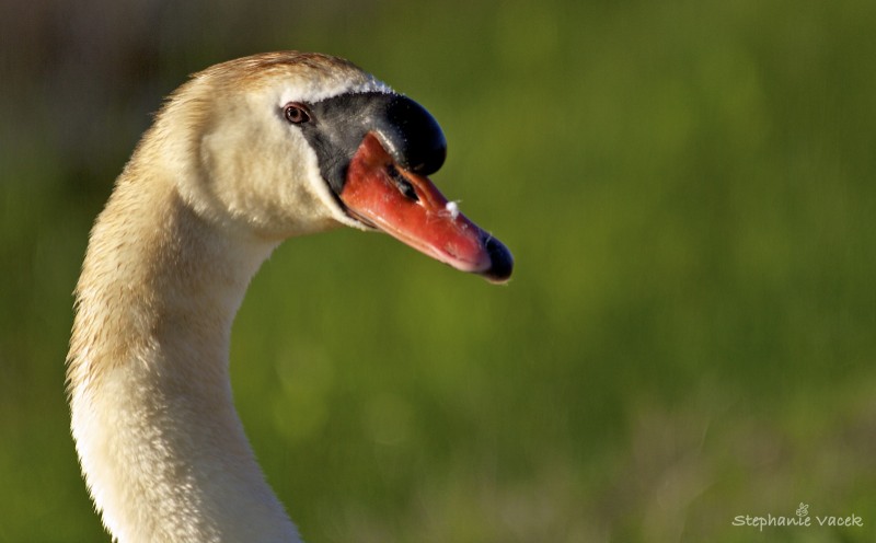 Father Swan