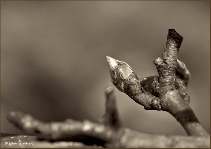 Signs of Spring