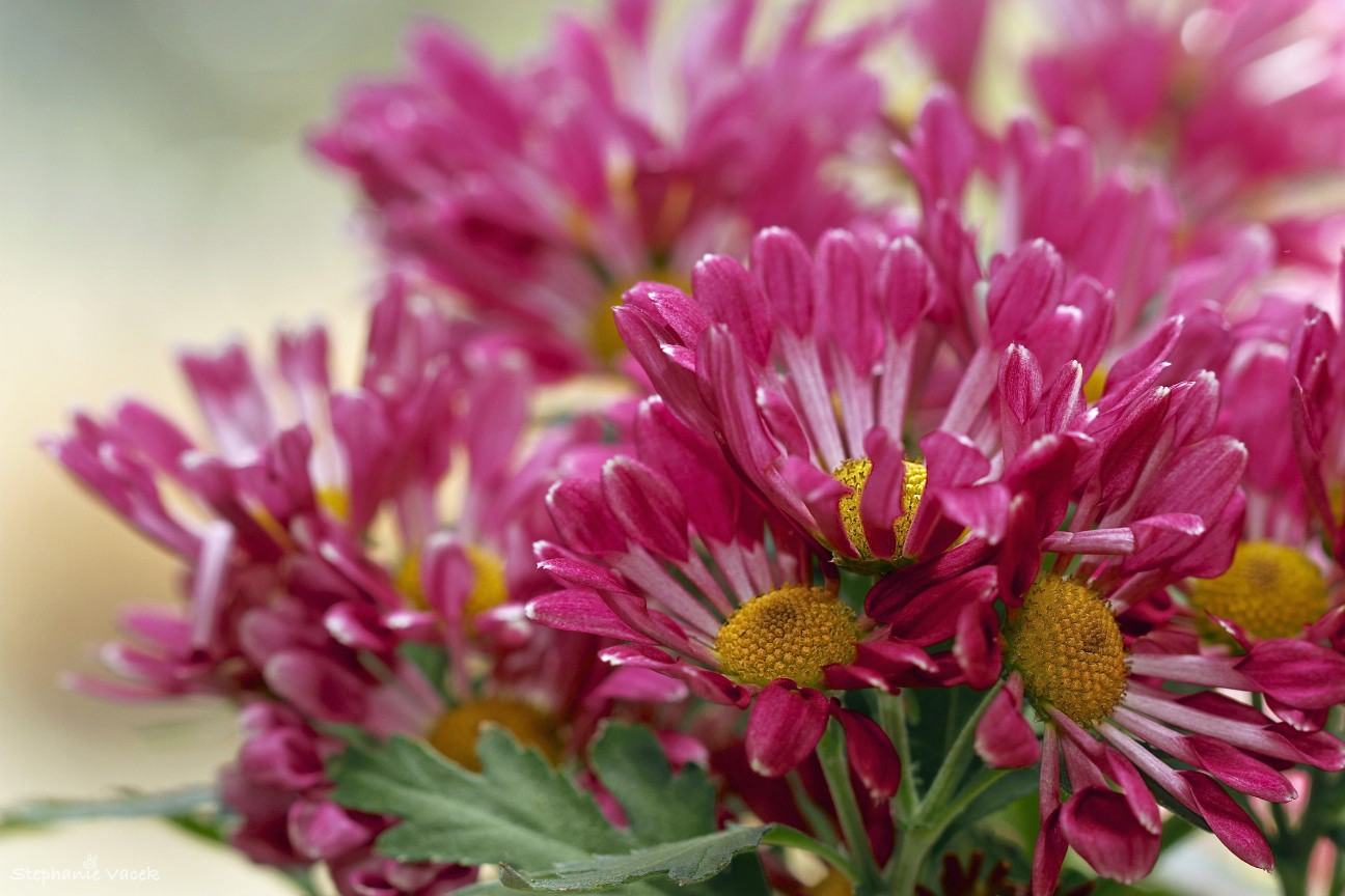 Mums the word