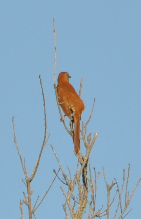 DSC_0063b.JPG