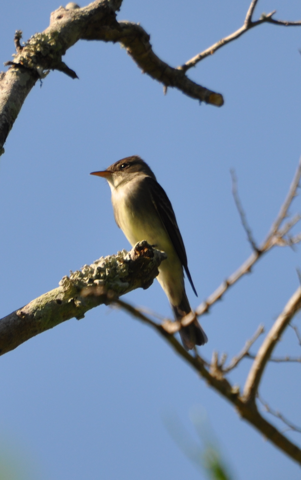 DSC_0135b.JPG