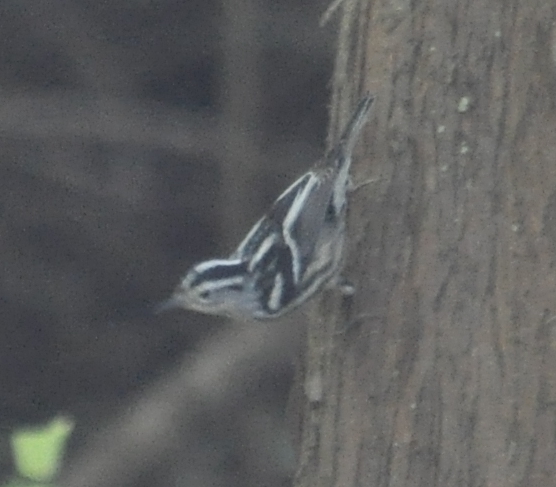 DSC_0150b.JPG